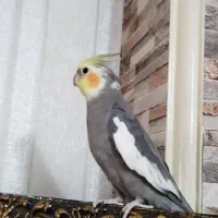 عروس هلندی