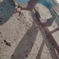 کفتر|پرنده|زابل, |دیوار