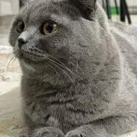 اسکاتیش فولد دختر