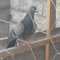 کبوتر انگیلیسی