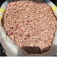 خرید فروش تناژ حبوبات لوبیانخودعدس