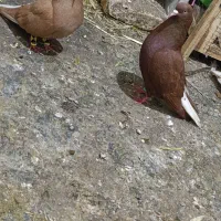 یک جفت سرخ دم سفید و زرد دم سفید جوان خوشگل