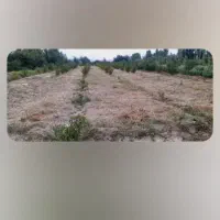 فروش باغ شلیل|فروش دفتر صنعتی، کشاورزی، تجاری|مشگین شهر, |دیوار