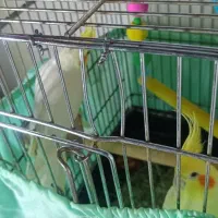 طوطی سانان|پرنده|فردیس, شهرک ناز|دیوار