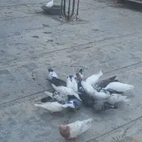 کفتر‌‌‌‌‌‌پرشی