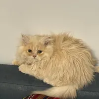 گربه ماده سه ماهه