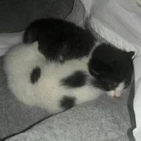 واگذاری گربه ده ماهه به نام تامی و سامی|گربه|نوشهر, |دیوار