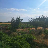 فروش باغ انگور و درخت میوه