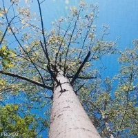 فروش چوب صنوبر در لنگرود روستای خالکیاسر