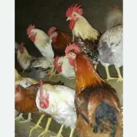 تعداد ۲۰ عدد خروس کردی اصل