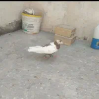 کفتر صید