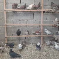 کبوتر پرشی|پرنده|آران و بیدگل, |دیوار