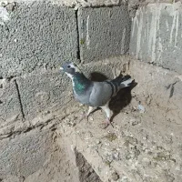 کبوتر|پرنده|سبزوار, باهنر|دیوار