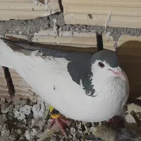 پلاکی