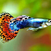 ماهی و اکواریوم