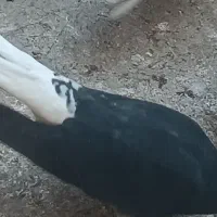 کبوتر های نقش و رنگ عالی|پرنده|تهران, وحیدیه|دیوار