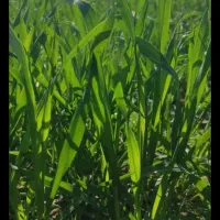 زمین کشاورزی|فروش زمین و ملک کلنگی|سوسنگرد, |دیوار