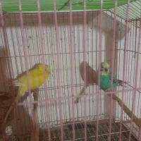 مرغ عشق خوش رنگ|پرنده|فردیس, شهرک وحدت|دیوار