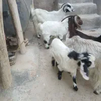 بز بزغاله