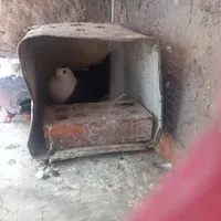 کبوتر مخمل خوشکل