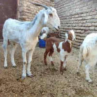 بز زایده با کهره نره دوماه نیم .و بره نر|حیوانات مزرعه|جیرفت, |دیوار