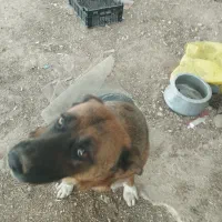 واگذاری سگ|سگ|شیراز, باجگاه|دیوار