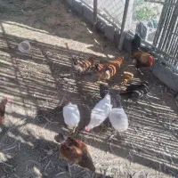 مرغ محلی بسیار خوب