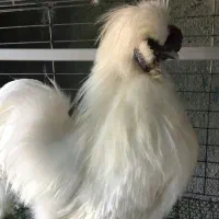 تخم نطفه دار مرغ ابریشمی و کوشین و برهما و...|حیوانات مزرعه|تهران, نیلوفر|دیوار