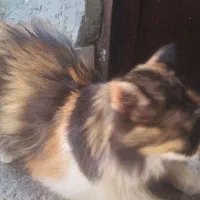 گربه|گربه|زاهدان, |دیوار