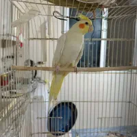 طوطی عروس هلندی
