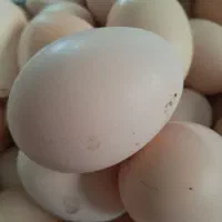 تخم مرغ محلی