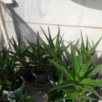 آلوئورا شاخ بری