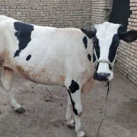 گاو جرسی|حیوانات مزرعه|اهواز, شریعتی جنوبی|دیوار