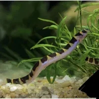 لوچ نواری|ماهی|کرمانشاه, |دیوار