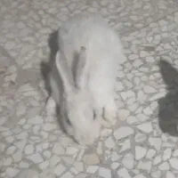خرگوش ماده زیبا