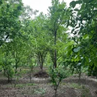 باغ‌، باغچه فروشی 480متر تفرش سندتک‌برگ