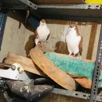 تعدادی کبوتر|پرنده|زاهدان, |دیوار