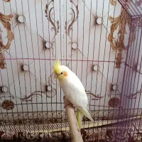 عروس هلندی