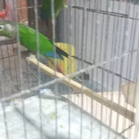 طوطی گرینچک