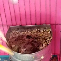 جوجه سهره قناری یه چال