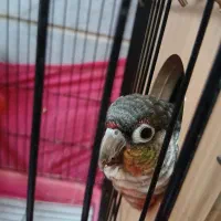 پرنده طوطی گرینچیک|پرنده|تهران, صادقیه|دیوار