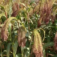 خرید جارو کیلوی و هکتاری