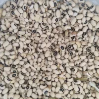 لوبیا چشم بلبلی