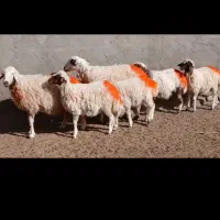 میش جملی|حیوانات مزرعه|کاشمر, |دیوار