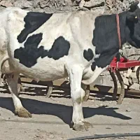 گاو وگوساله