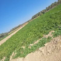 فروش بذر سیب زمینی زیر قیمت بازار