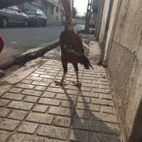 خروس تاج مهر