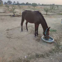 اسب مادیون آبستن