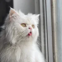 واگذاری فوری گربه نر