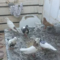 کفتر،طوقی،دمبی،شهری